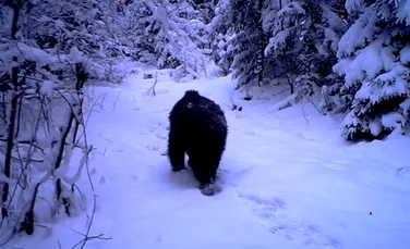 WWF avertizează: Vânătoarea urșilor în România trebuie justificată cu date credibile