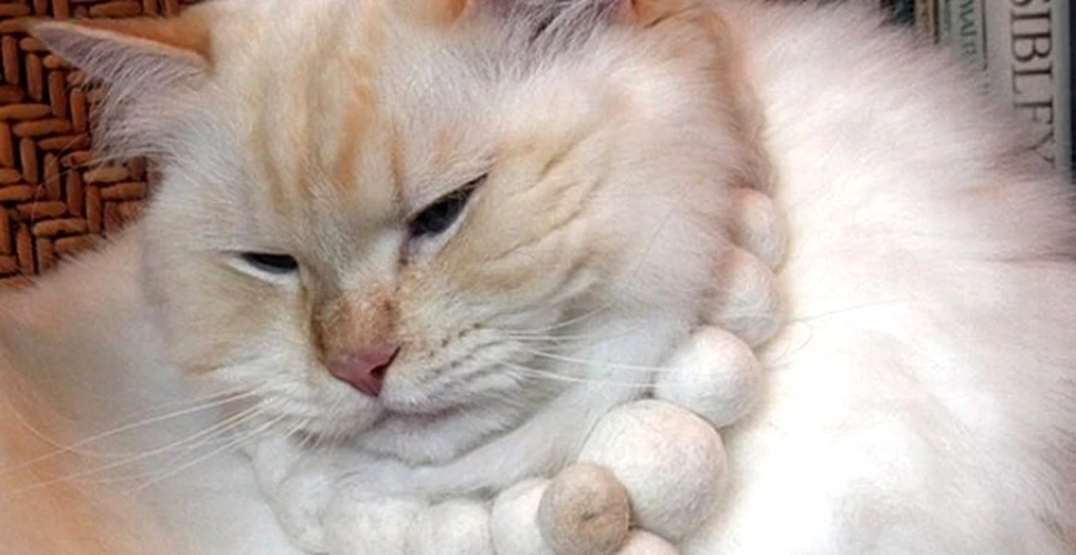 O nouă tendinţă: bijuteriile de lux din blană de pisică