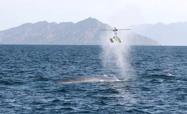 Elicopterele vor colecta respiratia balenelor