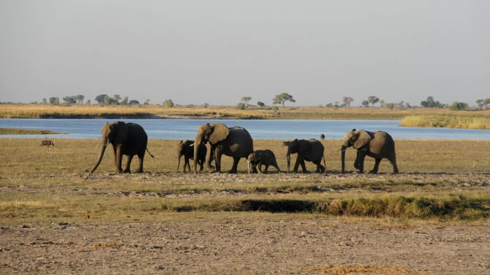 Ce rămâne după moartea unui elefant? Locul în care cade continuă să influențeze savana cel puțin opt ani