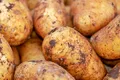 Bolile ascunse în cartofi pot fi detectate cu un nou senzor biologic