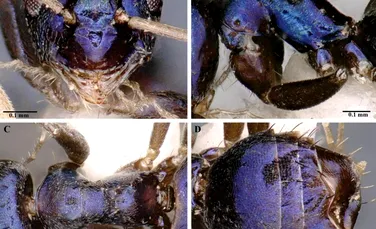 A fost descoperită o specie de furnică de culoare albastru-metalic