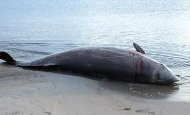 Descoperire şocantă în stomacul unei balene moarte