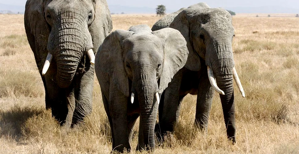 Limbajul secret al elefanţilor: cercetătorii încearcă să afle enigma „tunetului tăcut”