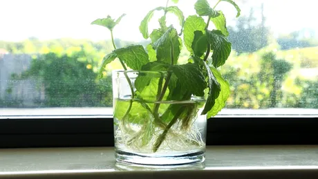 Dimineața sau seara: când este cel mai bine să udăm plantele?