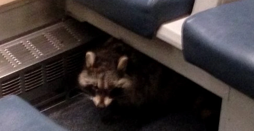 Un raton s-a ascuns sub bancheta dintr-un tren în Canada. Ce s-a întâmplat când a ieşit la iveală – FOTO