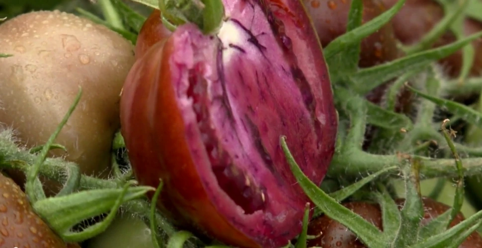Roşia mov anti-cancer: leguma super-sănătoasă inventată de cercetătorii britanici! (VIDEO)