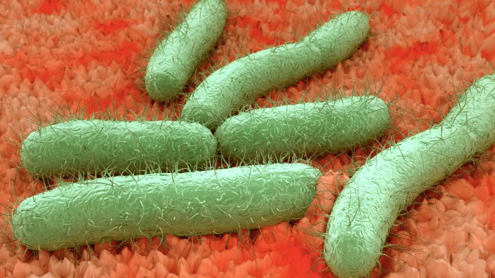 Bacteriile rezistente la antibiotice şi-au găsit naşul într-un loc surprinzător, cu ajutorul medicinei tradiţionale