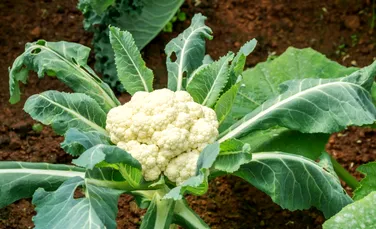 Cea mai bună rețetă de Conopidă la cuptor – un deliciu sănătos pentru toată familia (P)