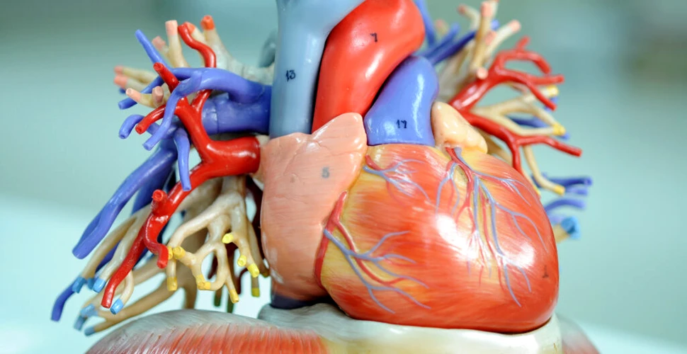 De ce știința nu a reușit nici până astăzi să creeze o inimă artificială?