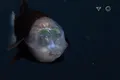 Noi imagini surprinse cu peștele cu cap transparent în adâncurile oceanului