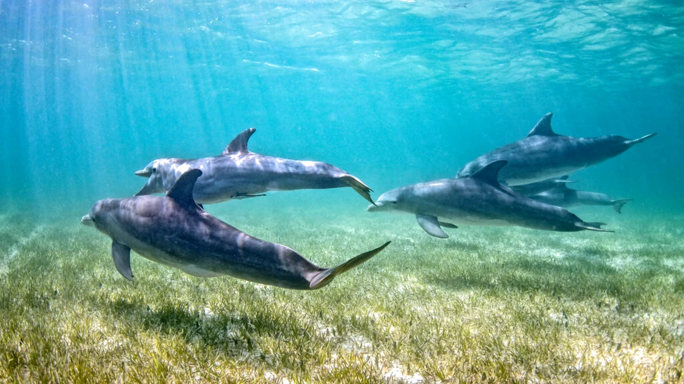 Cercetătorii au descoperit o nouă subspecie de delfin în Oceanul Pacific