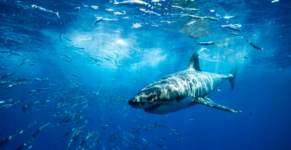 Cel mai mare rechin alb din lume este Deep Blue, o femelă de peste 6 metri lungime