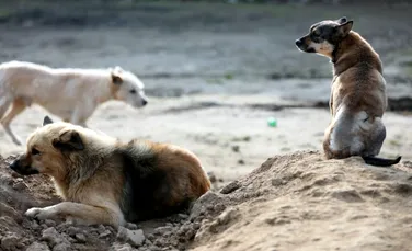 Peste 400 de câini care urmau să fie mâncați în China, salvați în ultimii doi ani