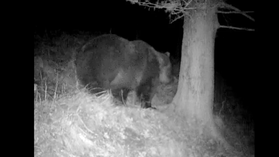 Imagini amuzante cu un urs surprins în timp ce se scarpină de un copac, în Parcul Național Retezat