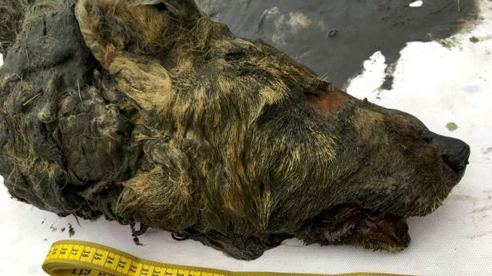 Capul perfect conservat al unui lup a fost descoperit în Siberia