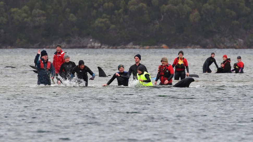 Peste 90 de specii de balene şi delfini sunt pe cale de dispariţie din cauza oamenilor