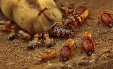 Cercetătorii au aflat cum le-a ajutat pe reginele termite pierderea de gene