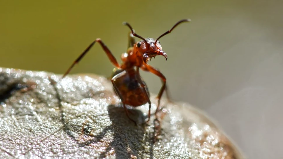 O specie de furnici își poate micșora și regenera creierul. Sunt singurele insecte cunoscute capabile de așa ceva