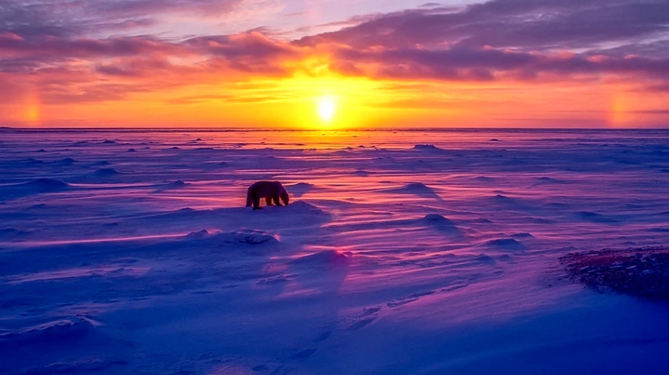 Ursul polar: adevăratul Rege al Nordului