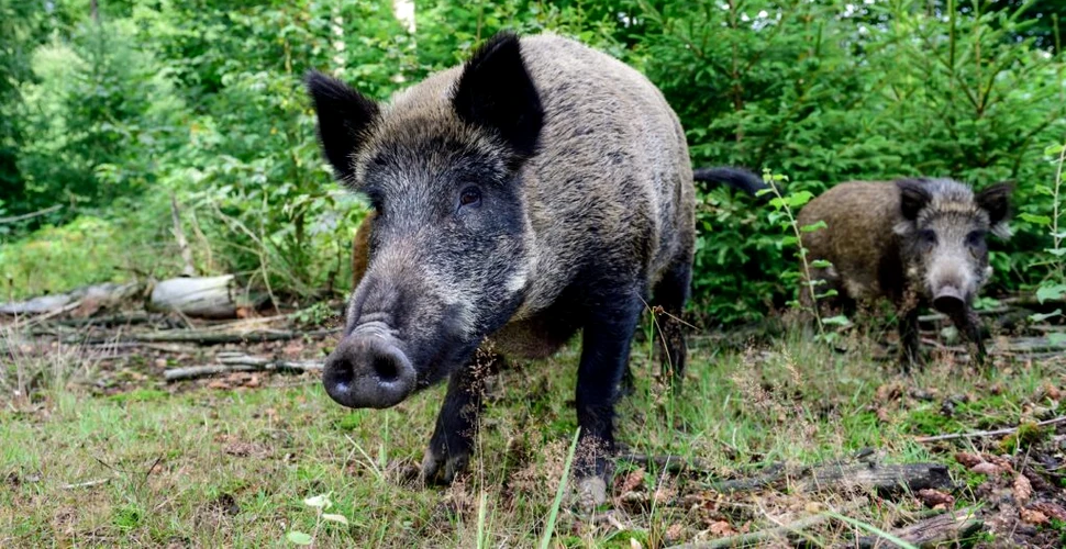 „Paradoxul porcilor mistreți” radioactivi din Germania a fost rezolvat
