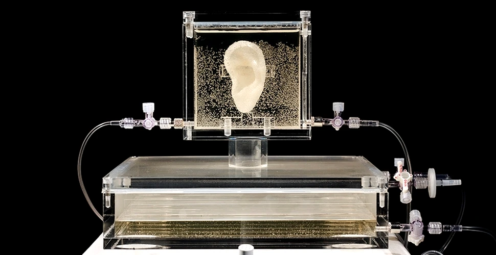 Urechea lui Van Gogh „trăieşte” din nou! A fost tipărită 3D cu ajutorul unei celule donate de una dintre rudele pictorului