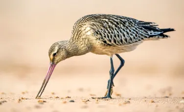 O specie de pasăre își „mânăncă” propriile organe pentru a-și putea finaliza migrația