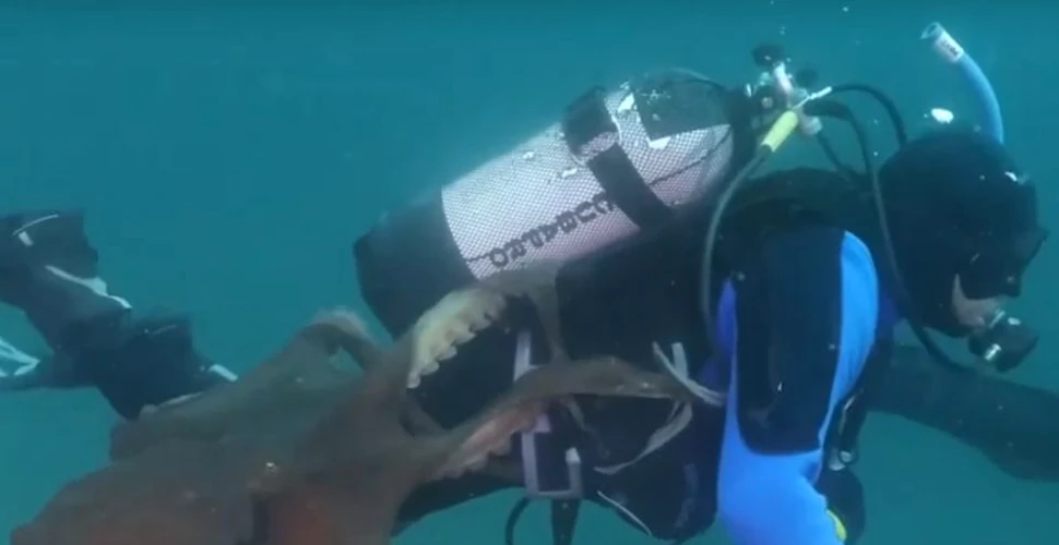 Momentul în care o caracatiţă atacă un scafandru a fost înregistrat video