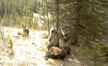 Petrecere în pădure: o cameră ascunsă dezvăluie cum se distrează urşii când nu îi priveşte nimeni (VIDEO)