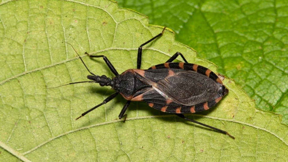 Test de cultură generală. Care este diferența dintre gândaci și insecte?