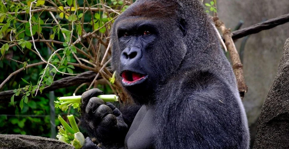 Gorilele trişează la fel ca oamenii. Cercetătorii au descoperit că animalele apelează la diferite tactici pentru a obţine recompensa