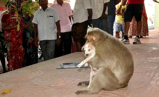 O maimuţă din India a adoptat un căţel şi îl îngrijeşte de parcă ar fi puiul ei - FOTO