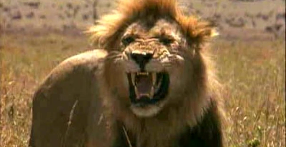 Leii din Kenia sunt ucisi cu insecticide