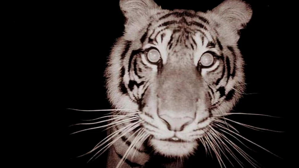 O femelă gestantă dintr-o specie rară de tigru a fost ucisă