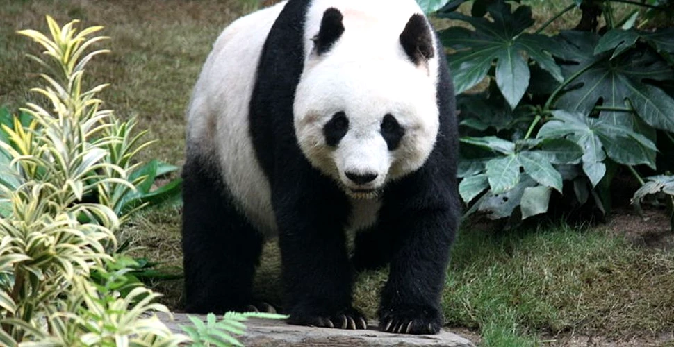 Va dispărea habitatul urşilor panda?