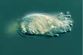 Un microb cu tentacule este atât de rar încât a fost găsit doar de 4 ori