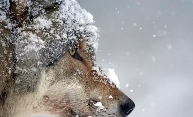 Oamenii au salvat vidrele de mare din Alaska de la dispariție, însă lupii au învățat să le vâneze