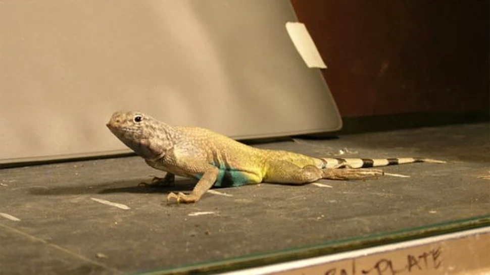 Soparlele alearga, nu merg