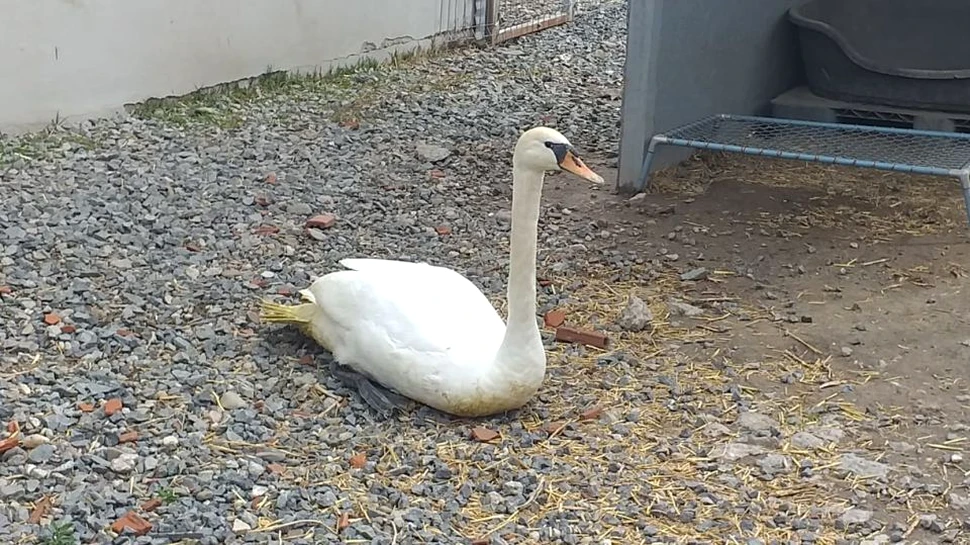 O lebădă a căzut în curtea unui padoc de animale din Galaţi. Va fi operată la Bucureşti
