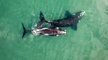 Hârtie igienică toxică și chimicale eterne, găsite în corpurile balenelor ucigașe