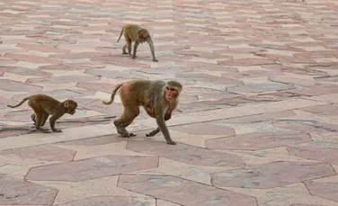 Cum încearcă India să alunge maimuțele rhesus înainte de summitul G20?
