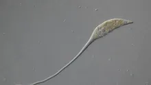 Microbul „Monstrul din Loch ness” își întinde gâtul până la 30 de ori lungimea corpului