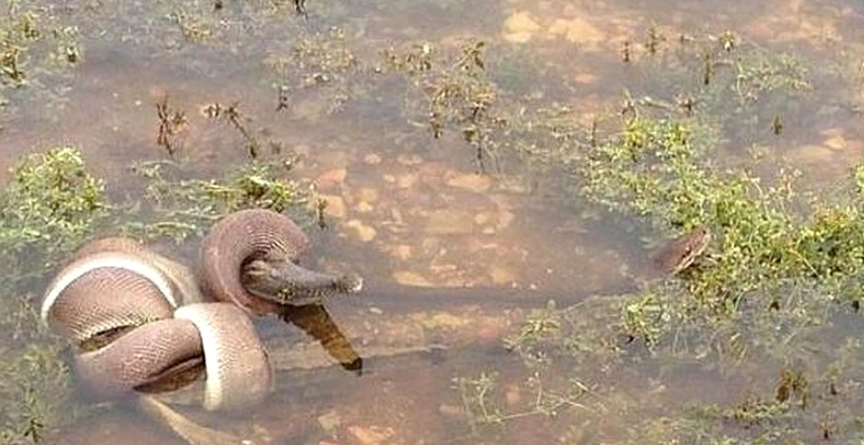 Imagini incredibile capturate în Australia: un şarpe mănâncă un crocodil după o luptă grea (GALERIE FOTO)