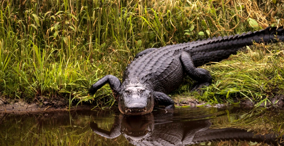 Momentul în care un robot și un aligator se întâlnesc într-o conductă de apă din Florida