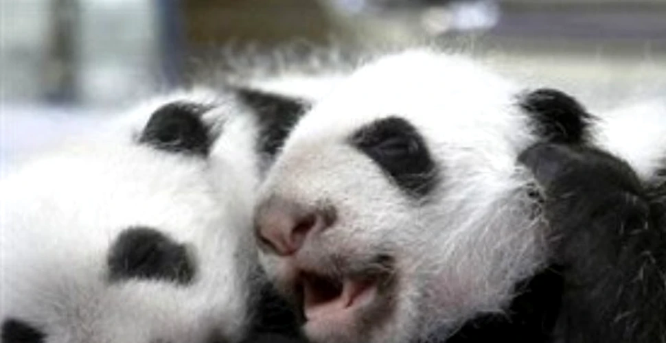 Bucurie mare la Zoo Madrid: au venit pe lume doi pui gemeni de urs panda