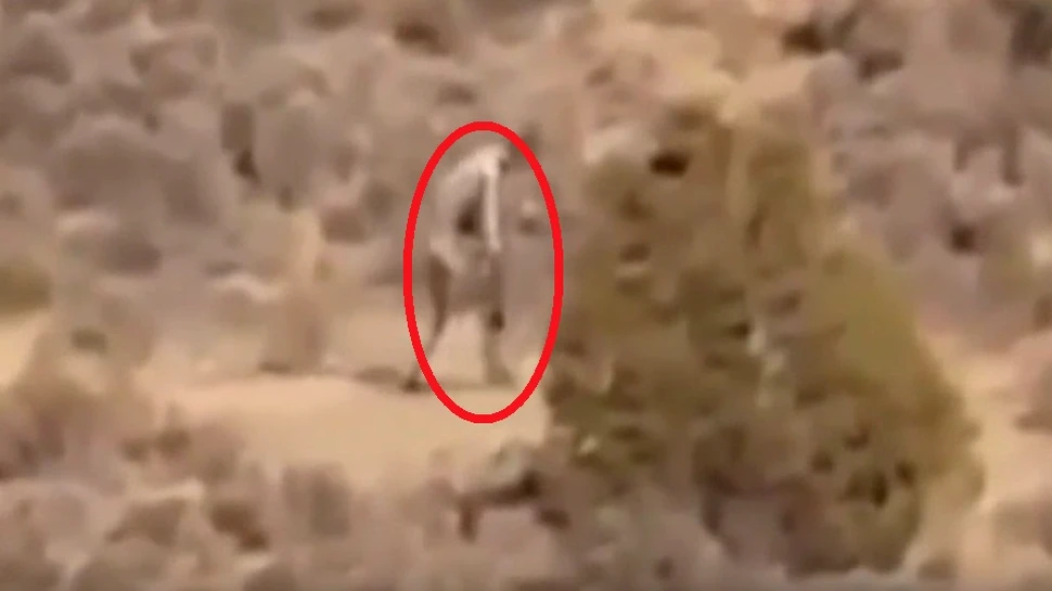 O creatură bizară, surprinsă într-o zonă aridă din Portugalia. ”Este un extraterestru” – VIDEO