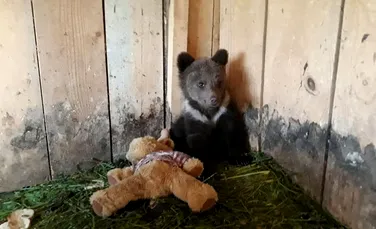 Pui de urs orfan, salvat şi învăţat într-un centru din Vrancea să se descurce