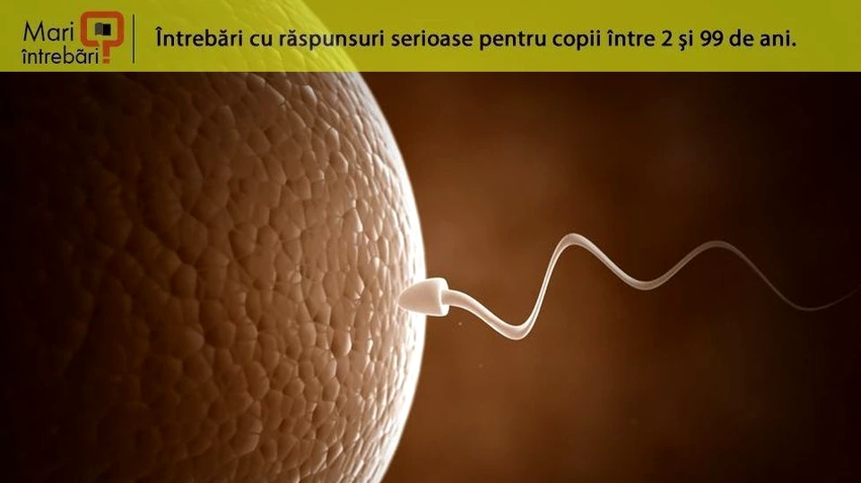 Ce se întâmplă atunci când un spermatozoid întâlneşte un ovul?