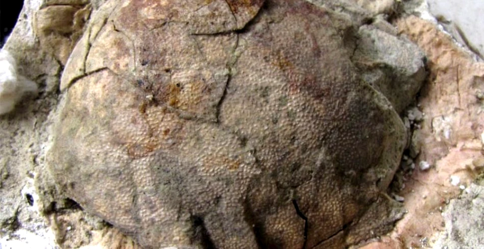Ouăle unui misterios dinozaur cu pene au fost descoperite în Patagonia (VIDEO)