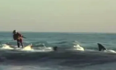 Un surfer excentric “calareste” rechinii printre valuri